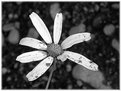 Picture Title - Dirty daisy