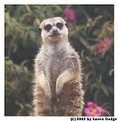 Picture Title - Meerkat