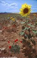Picture Title - Sunflowers 'n Poppies