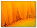 Picture Title - Realm of the Sunflower - Plate 4