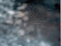 Picture Title - Spider (brilliant blue toner)