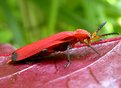 Picture Title - RED BEETLE