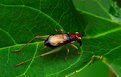 Picture Title - Handsome Bush Cricket