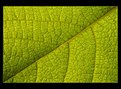 Picture Title - Chlorophyll