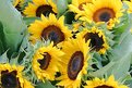 Picture Title - sunflower swarm
