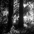 Picture Title - In the wood