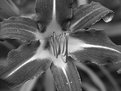 Picture Title - B & W Flower