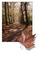 Picture Title - Autum leaf