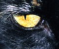 Picture Title - Cat Eye