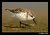 High Stepping Sanderling