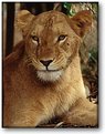 Picture Title - Lioness