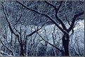 Picture Title - Winter Trees