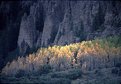 Picture Title - Aspens at Cliff