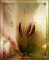 Picture Title - Glads under glass