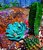 Cactus Garden on Canvas