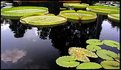 Picture Title - Giant Lily Pads