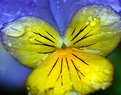 Picture Title - Not a butterfly
