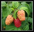 Picture Title - Raspberries