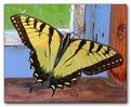 Picture Title - Eastern Tiger Swallowtail