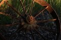 Picture Title - The old cart wheel