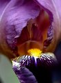 Picture Title - Throat of an Iris