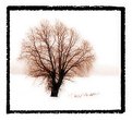 Picture Title - Lonely tree