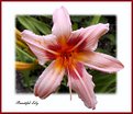 Picture Title - Beautiful lily