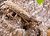 BARK MANTIS
