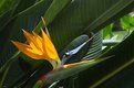 Picture Title - Bird of Paradise detail