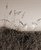 Sea Oats