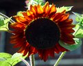 Picture Title - sunflower 2