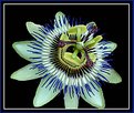 Picture Title - Passiflora