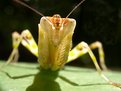 Picture Title - YOUNG FLOWER MANTIS