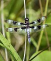 Picture Title - Taking a Rest