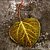 green aspen leaf