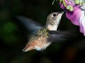 Picture Title - Hummingbird3