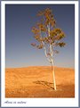 Picture Title - A loney tree