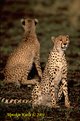 Picture Title - Cheetas - brothers forever