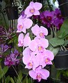 Picture Title - Orchid Overflow