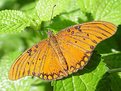 Picture Title - Water droplet butterfly