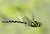 Flying Southern Hawker, Aeshna cyanea (Muller, 1764)