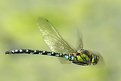 Picture Title - Flying Southern Hawker, Aeshna cyanea (Muller, 1764)