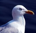 Picture Title - Seagull