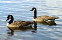 Picture Title - Canada Geese