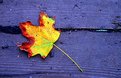 Picture Title - The coming of fall