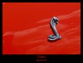 Picture Title - Cobra