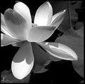 Picture Title - Water Garden Lilly