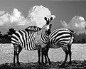 Picture Title - Zebras2