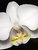 Moth Orchid