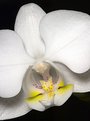 Picture Title - Moth Orchid